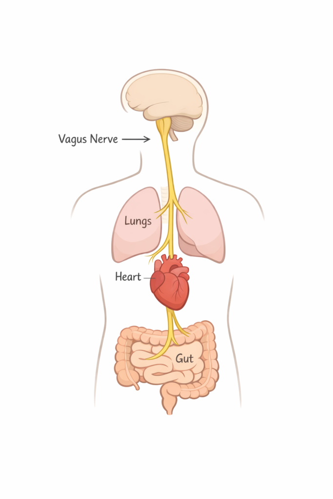Diagram showing the vagus nerve pathway from the brainstem through the heart, lungs, and digestive system.