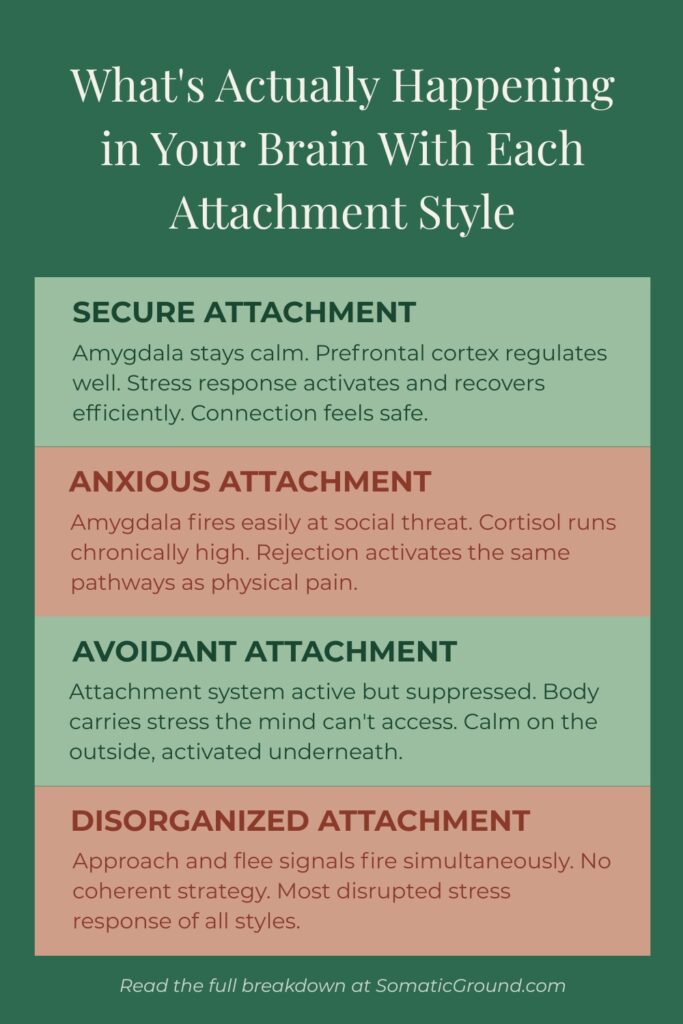 Infographic showing the neuroscience of the four attachment styles.