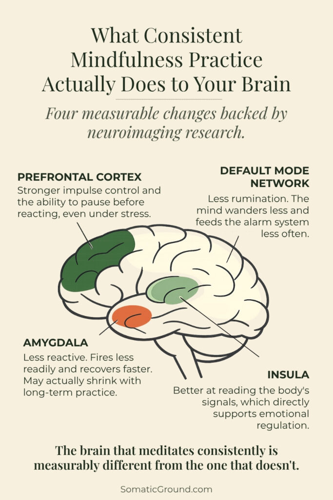 Infographic showing the four brain changes associated with consistent mindfulness practice.
